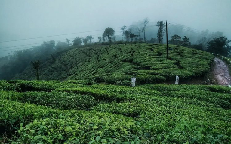 Kelaguru Tea Estate